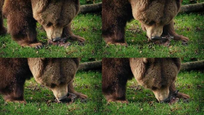 熊在草地上吃东西特写