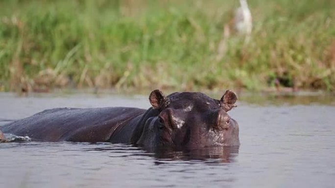 一只河马在博茨瓦纳奥卡万戈三角洲的河流中游泳的特写镜头