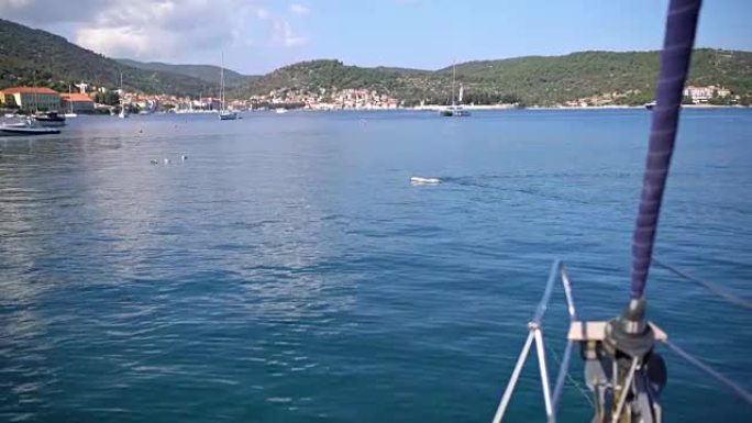 MS Dog在克罗地亚维斯岛阳光明媚的蓝色海洋中游泳