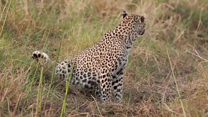 一只雌性豹子喝水环顾四周，博茨瓦纳