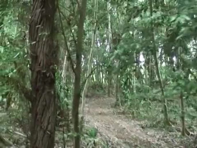 热带丛林：移动，追踪镜头