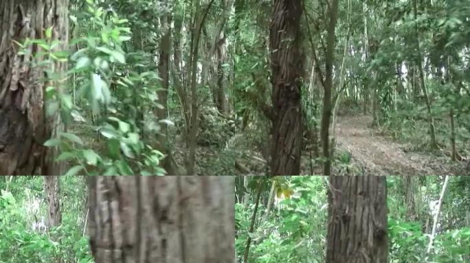 热带丛林：移动，追踪镜头