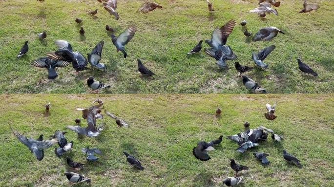 从印度班加罗尔的喂食区飞走的鸽子群