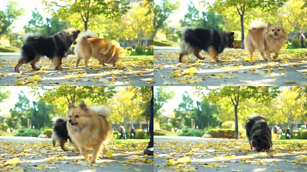 博美犬秋季散步