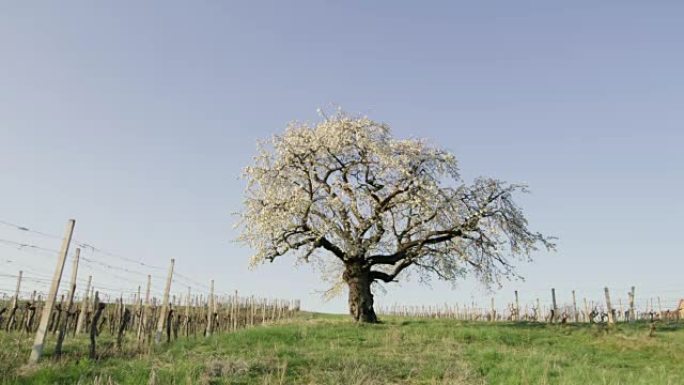斯洛文尼亚宁静、田园诗般的阳光明媚的春天葡萄园中的单树女士