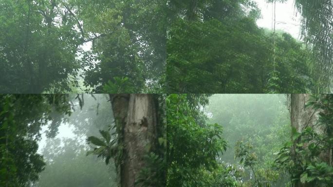 雨林中的雾