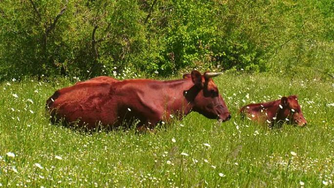 母牛和小牛休息