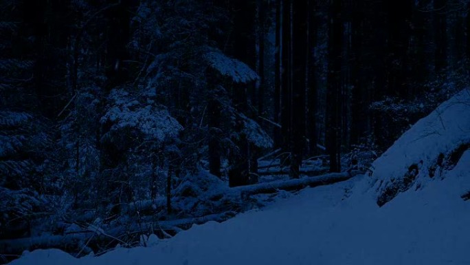 夜晚树林中的雪道