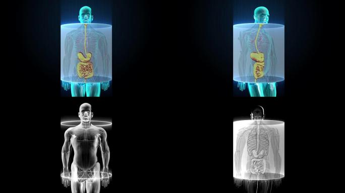放大人体内脏，消化系统。前视图。