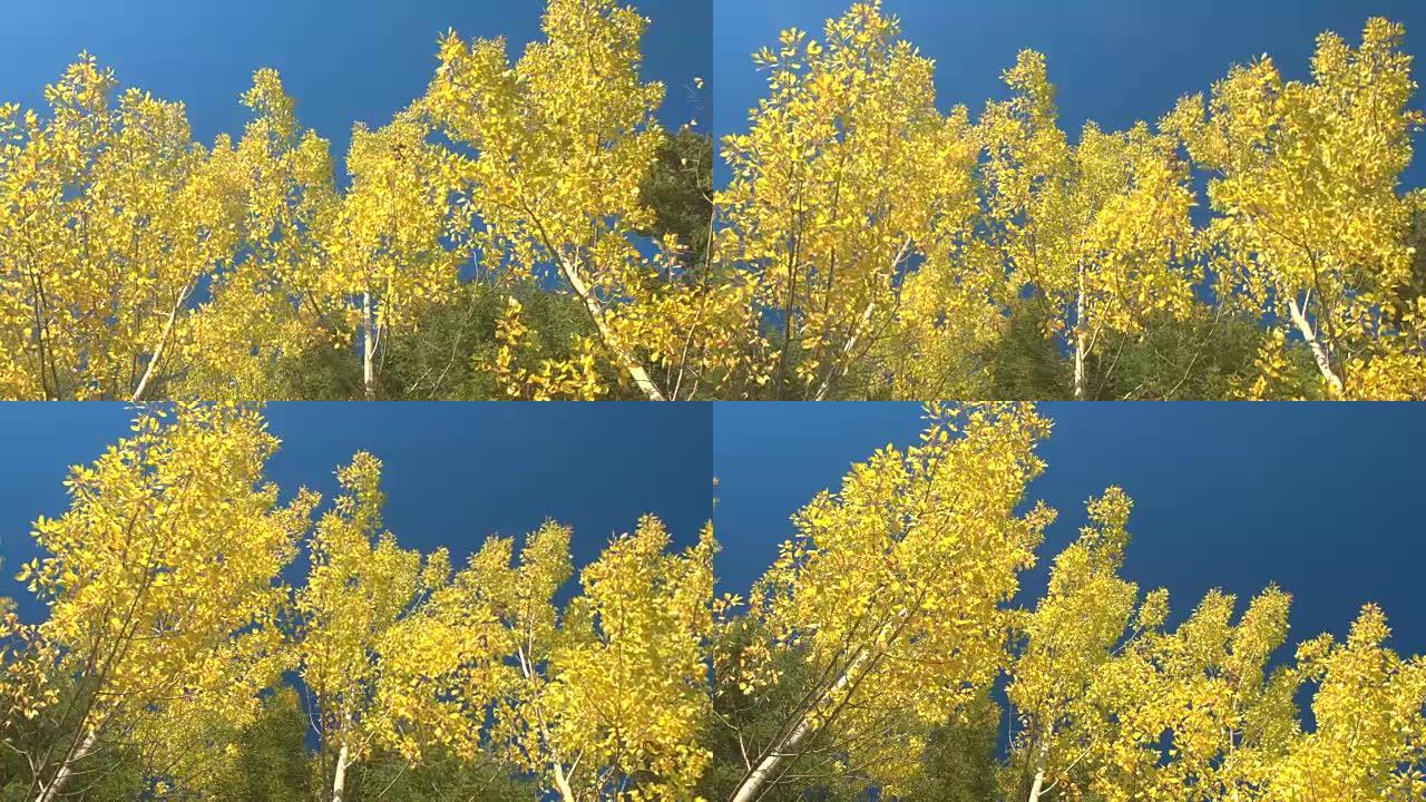 低角度: 阳光明媚的秋天，在郁郁葱葱的林地中，黄色变成秋天的树叶