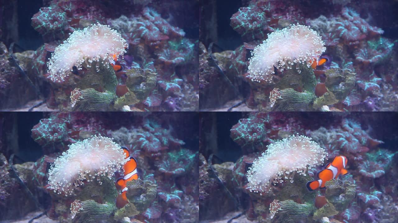 橙鱼尼莫在海花中逃离危险。