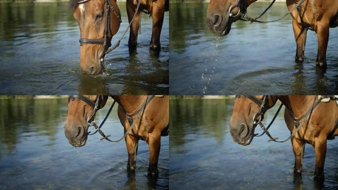 慢动作: 干渴的深棕色马从河床喝水的细节