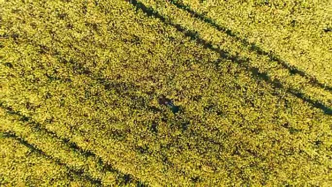 无人机视角农民睡在阳光明媚的农村黄色油菜籽田，实时
