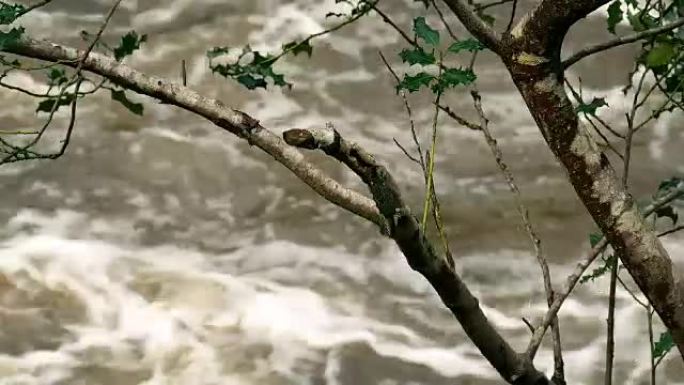 河流在树枝上肆虐
