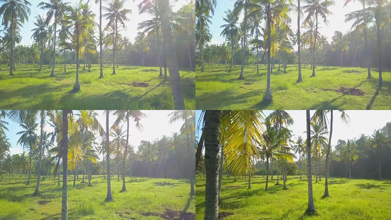 特写: 巴厘岛天堂岛阳光明媚的早晨，华丽的棕榈树森林