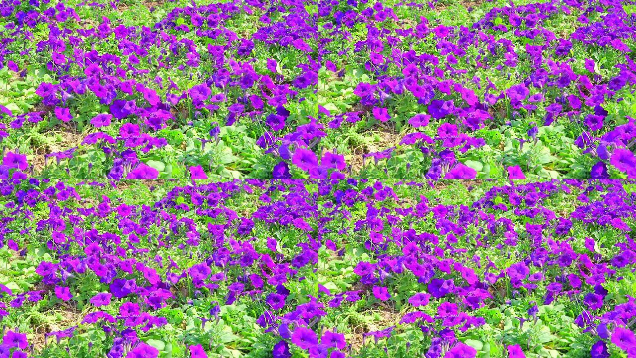 紫色 (紫罗兰色) 矮牵牛花坛花卉背景