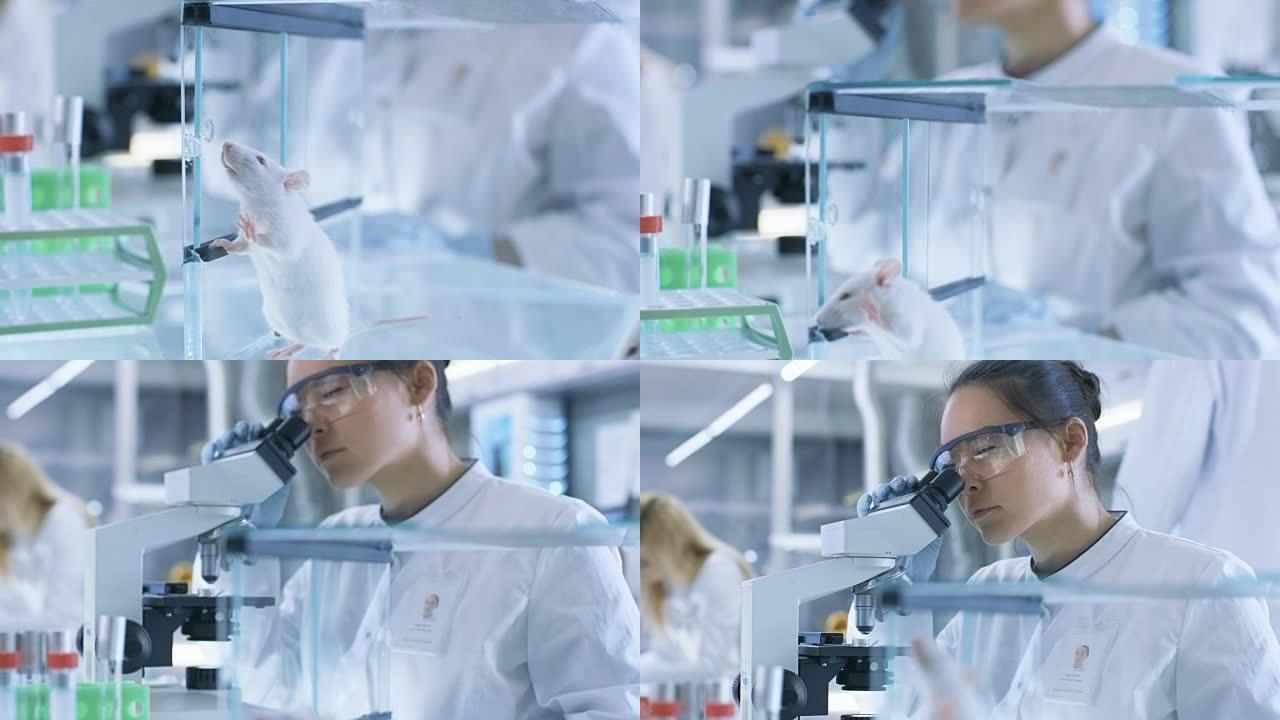 医学研究科学家检查实验室小鼠，并在显微镜下观察组织样本。她在一个轻型实验室工作。
