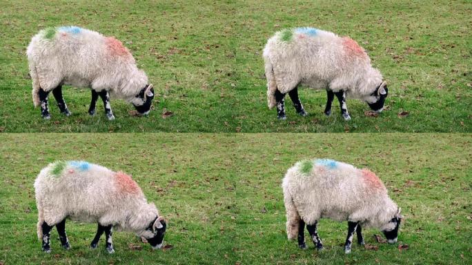 放牧吃草的绵羊