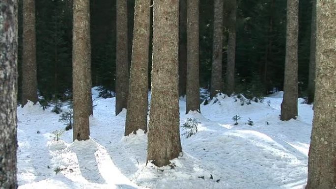高清: 云杉茎雪林雪景冰天雪地