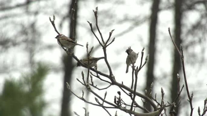 慢动作: 小鸟从树上飞走