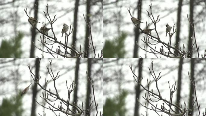 慢动作: 小鸟从树上飞走