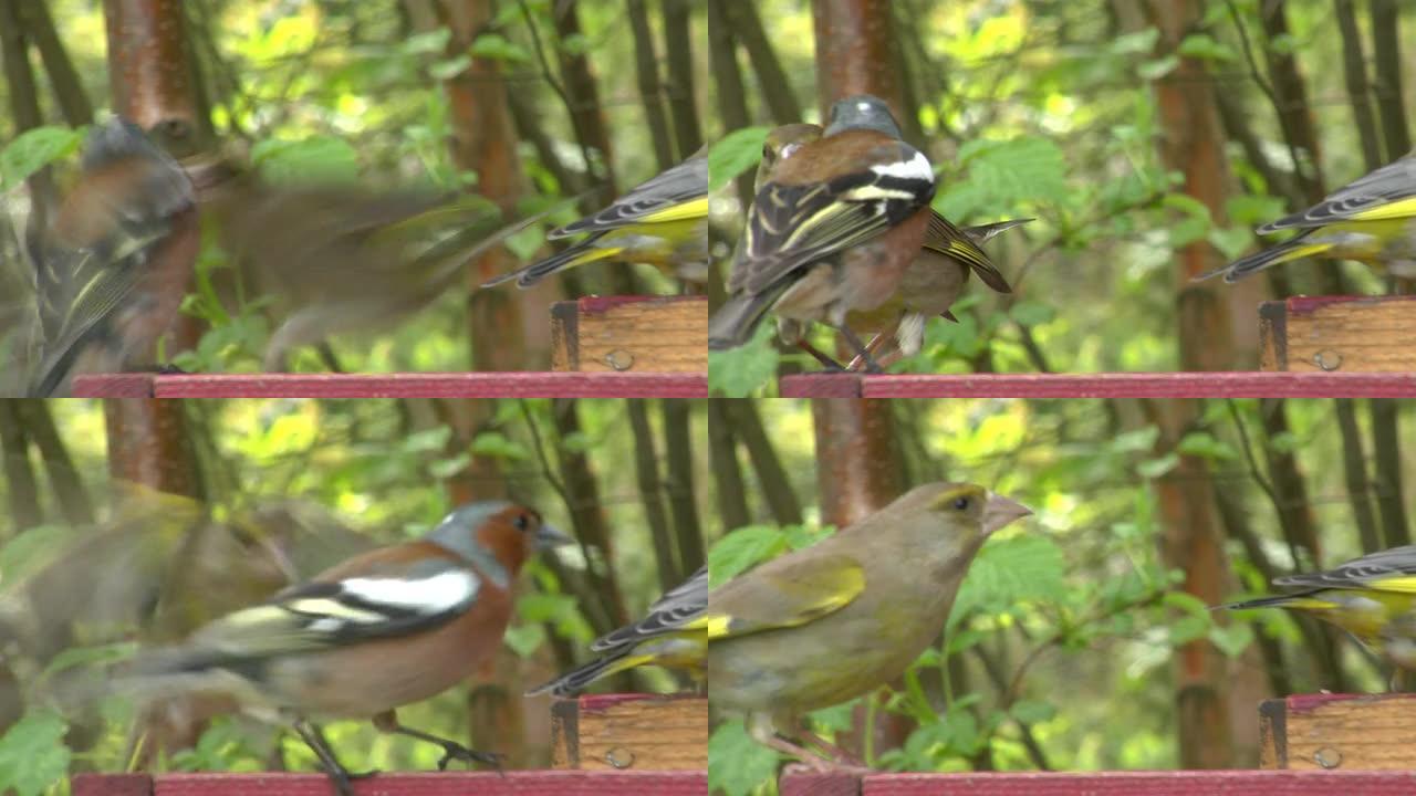 鸟在喂食器上打架实拍视频素材