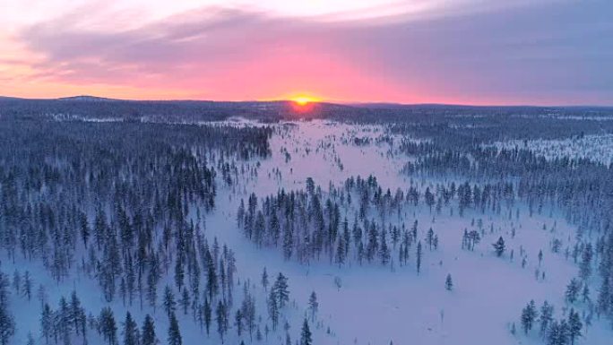 空中: 粉红色的冬日落日在白松树林后面被雪覆盖