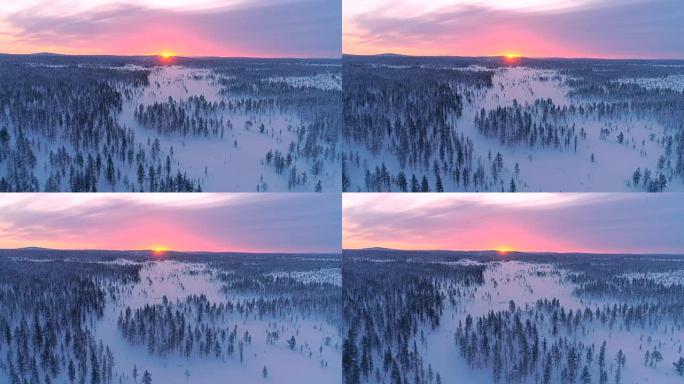 空中: 粉红色的冬日落日在白松树林后面被雪覆盖