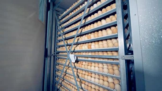 农民在孵化器中控制鸡蛋。培养箱里的鸡蛋架。4K。