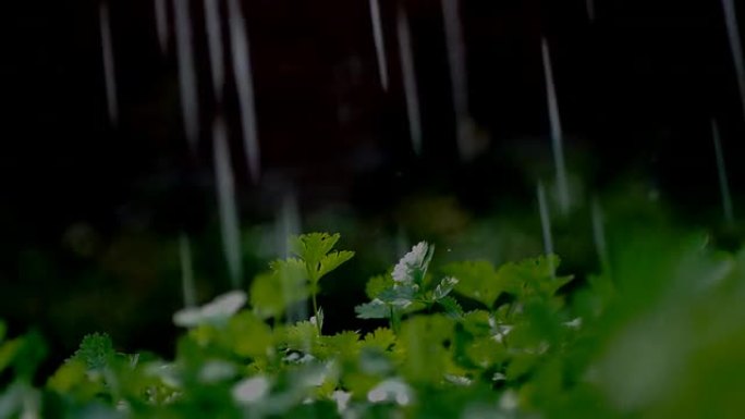 雨中的芹菜幼苗雨中的芹菜幼苗