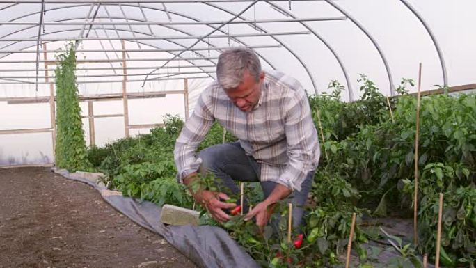 农民检查用红色相机拍摄的温室中的辣椒植物