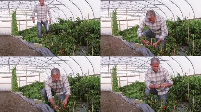 农民检查用红色相机拍摄的温室中的辣椒植物