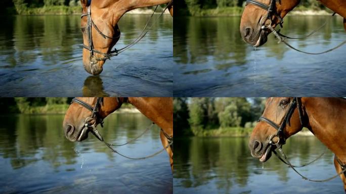 特写: 美丽干渴的棕色马从清澈的河流中喝水