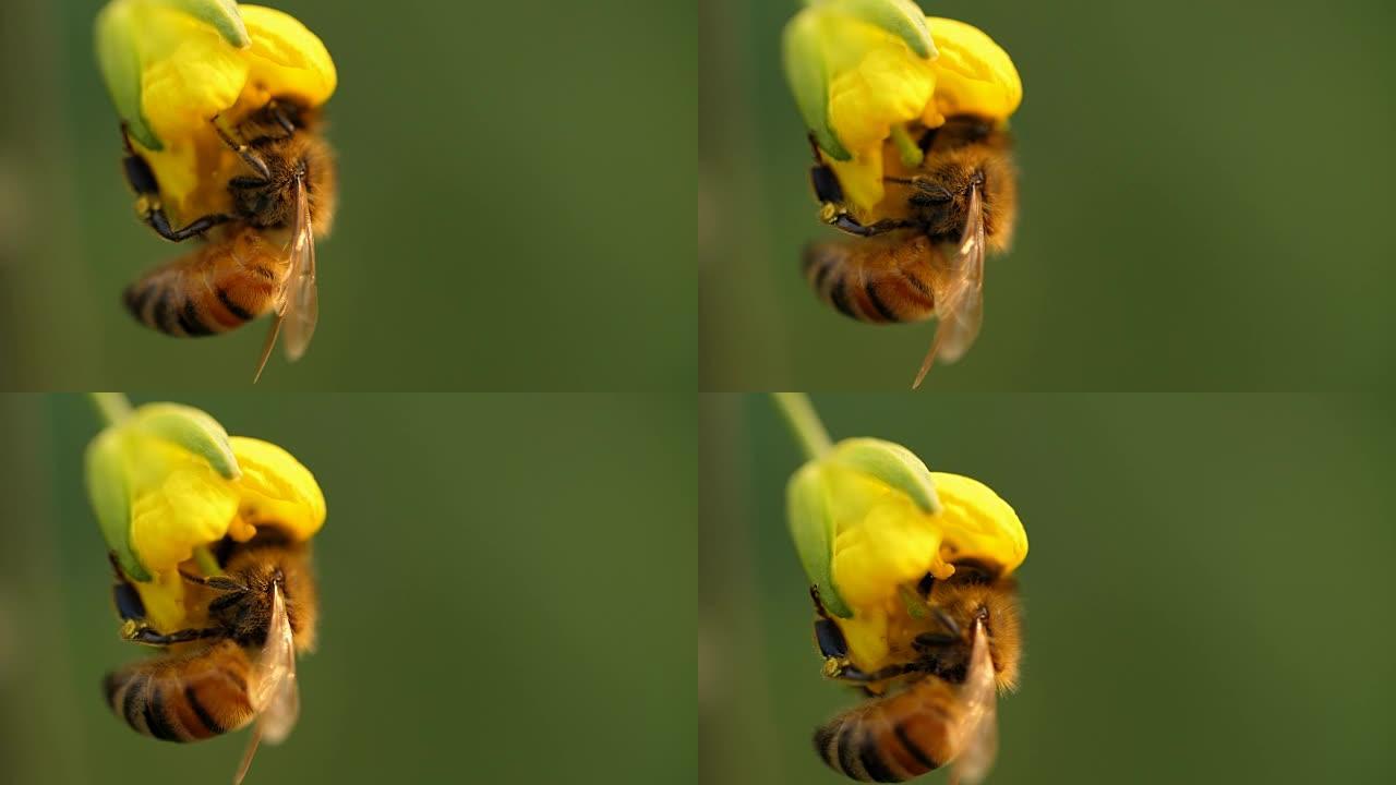 花中的一只蜜蜂