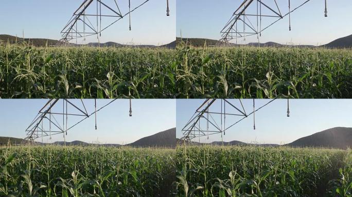 灌溉玉米地全景拍摄