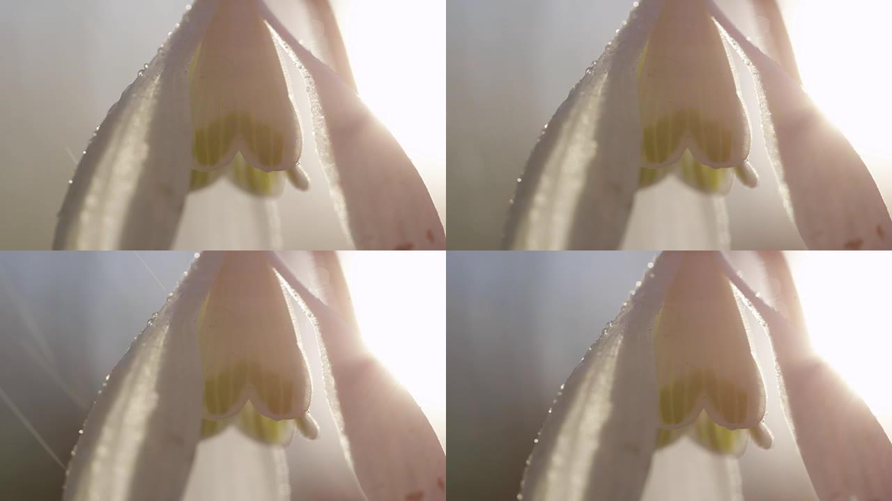 宏观: 阳光在雨中透过白色雪花莲花瓣闪耀的细节