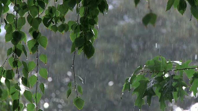 夏雨下雨绿植暴雨