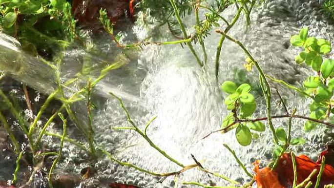 高清: 浇水浇水