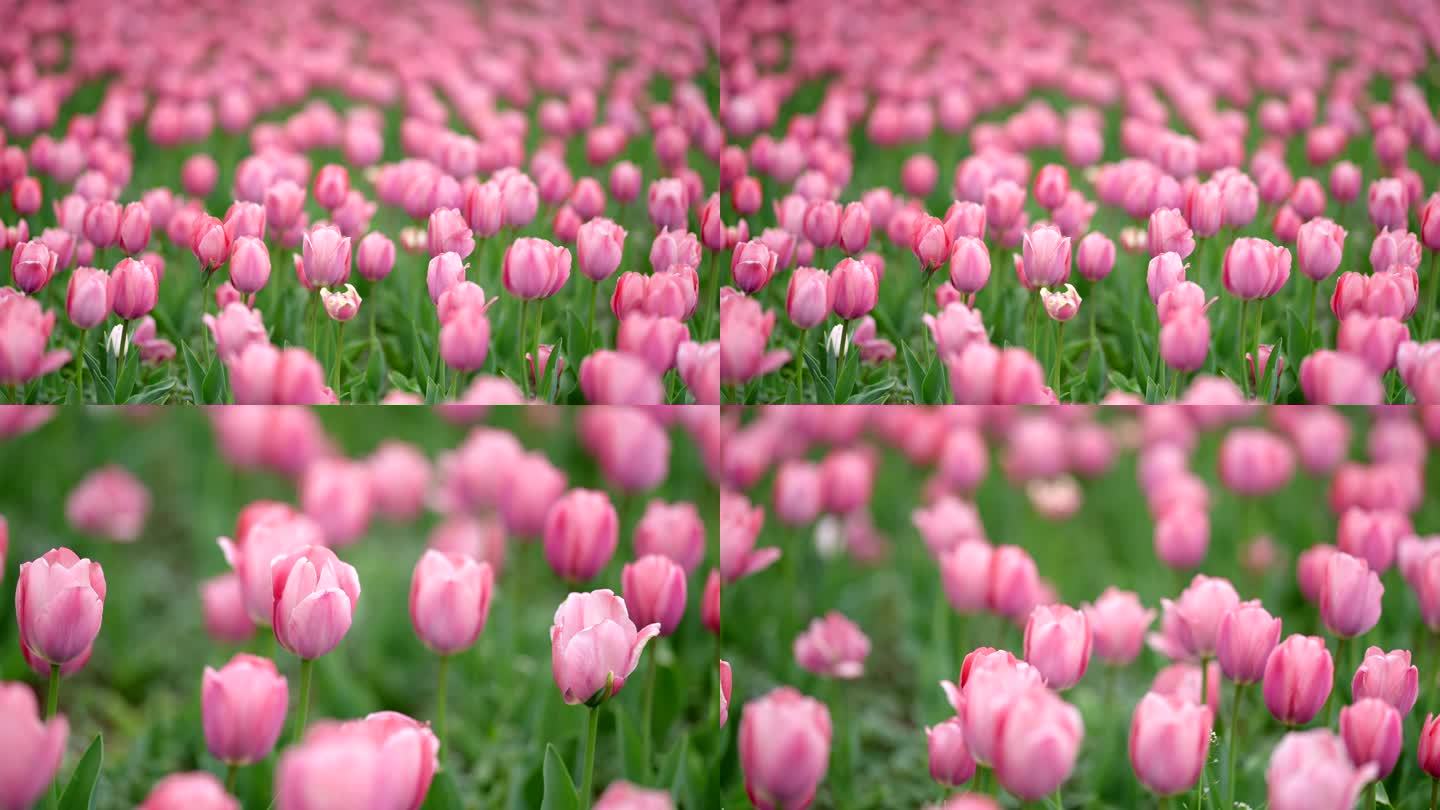 春天公园的粉色郁金香
