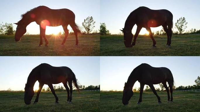 近距离低角度: 金色日落时，强壮的棕色马凝视着草地