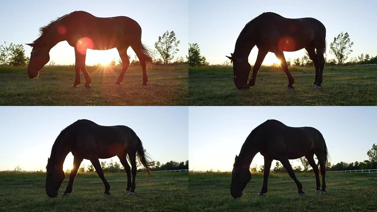 近距离低角度: 金色日落时，强壮的棕色马凝视着草地