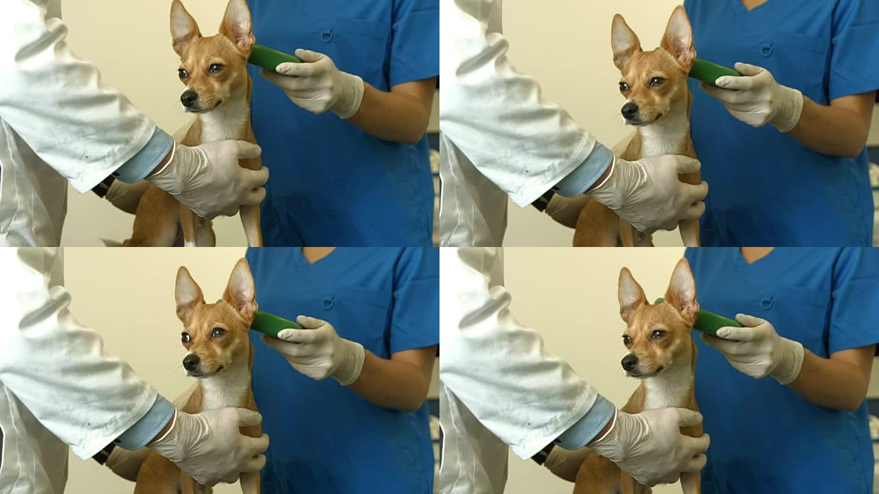 兽医和护士检查小狗