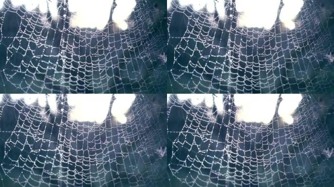 露水覆盖的蜘蛛网