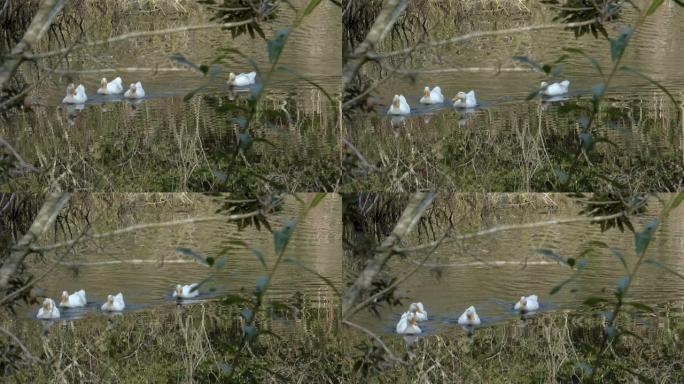 四只白鸭子游向镜头