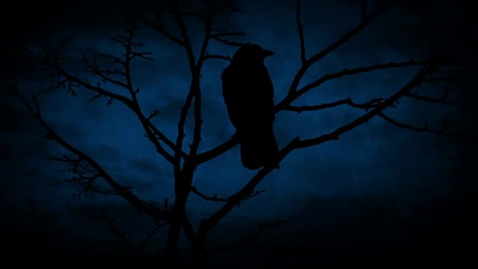 树枝上的鸟在晚上飞走