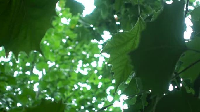 雨水落在树叶上