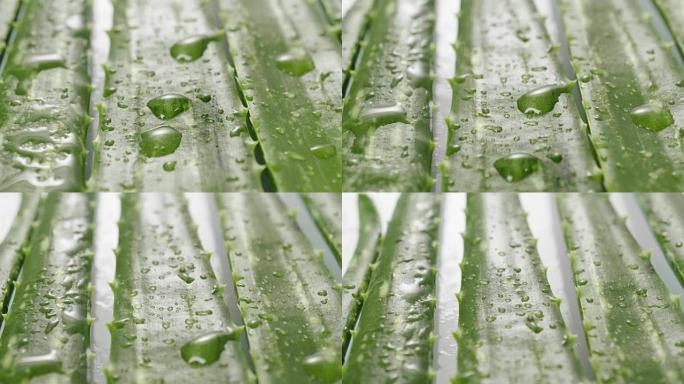 芦荟组成的宏观。源自芦荟的美容霜的概念，天然药物和护理身体由于其治疗特性，提升，年轻化和自然