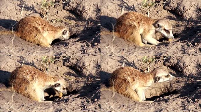 猫鼬挖掘食物，博茨瓦纳