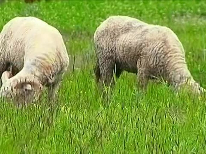 放牧公羊和绵羊。