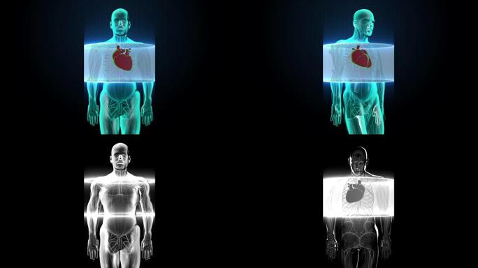 放大前身扫描心脏。人体心血管系统。